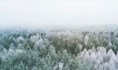 在哪个月份出生的大林木最具有宜居宜人的吉祥之气?