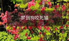 在梦中目睹狗狠狠地咬死无辜猫咪的可怕场景