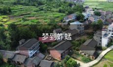 在深夜入眠之际,我梦见了一只蚱蜢,在无边无际的绿色草地上欢快地跳跃着的经历