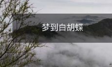 在梦中遇见一只华丽的白色胡蝶:沉浸于神秘、美丽与梦幻般的体验中