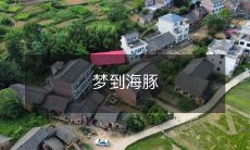 在梦中和友善的海豚共舞的故事:探索我们与海洋生态之间深刻的关联