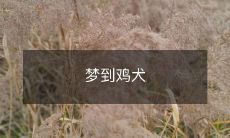 梦境中的想象世界:睡梦之中遇见鸡和犬这两种动物的梦景