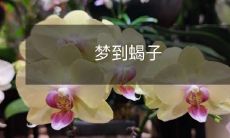 在梦中遇见蝎子:对潜意识的深层分析与意义探究