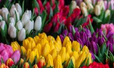 欢迎2023年正月初六,迎接拜年吉祥话,这些话语朗朗上口,为你的新年增添美好祝愿!