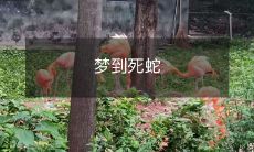 梦见躺在床上突然被一条静静的死蛇盯着,被吓醒的你是否感到恐惧不已?