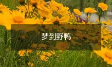 在湖边悠游:一场美妙的梦境中的野鸭与大自然之间的奇妙交融