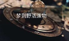 如何正确地解读并掌握你梦见野生活泼动物的含义:探讨从神秘主义到现代心理学的不同解释及应对策略