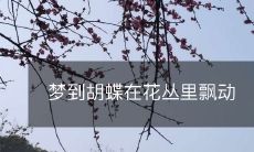 在花丛间挥舞的胡蝶:一场梦境的美丽幻想