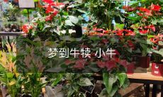 在梦中看到牛犊的不可思议经历:一匹年轻的小牛与它的令人心醉的故事