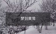 在梦中遇见黄莺:一个绝妙而神秘的夜晚之旅