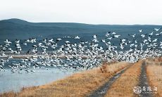 房子是风水宝地的显著征兆:探究哪些动物会出现在好的风水宝地中