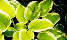 2023年由于兔年太岁的不利影响,属鼠的生肖需慎重考虑结婚事宜