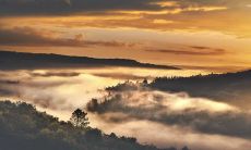 什么生肖最佳与虎婚配?找答案!或许与属猪人是上上等婚配