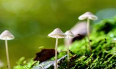 清明节期间哪些禁忌需要遵守?哪些行为应避免?