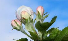 探讨正月十五生日与命运之间的关系:你的元宵节生日是否会影响你的命运走向?