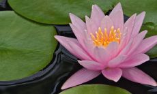 正月十五出生的孩子好不好2023年 富贵平安命中带财