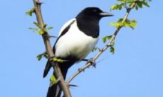 好运吉祥鸟有哪几种 招财鸟有什么