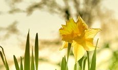 时柱沐浴晚年不好 沐浴是什么意思