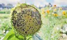 年柱带太极和华盖如何 什么是太极和华盖