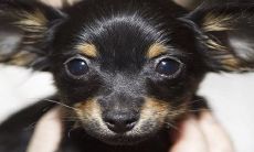 女人左耳朵热的预兆 不同时间的征兆