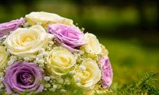 象征内心强大的花 什么花代表坚强