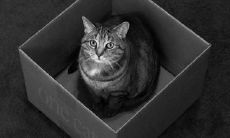 屈明霞姓名评分99分