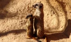 齐笛姓名评分88分