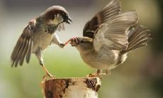 秦数棋姓名评分94分