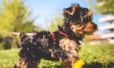 梦见狗是什么预兆