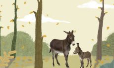 梦见黑色的驴是什么预兆