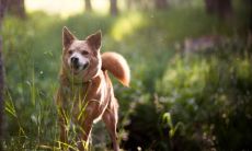 梦见死去的爱犬回来了是什么预兆
