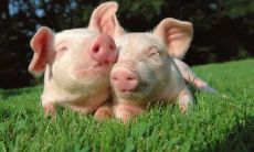 安明榜姓名评分68分