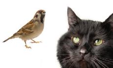 安勇芝姓名评分102分