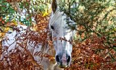 高可擎姓名评分88分