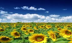 2023年正月初二生的女孩命运怎么样 事业财富运势旺盛