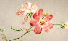 属兔腊月出生好吗2023 财运属于上吉