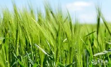 91年1月5日是什么命 农历十一月二十出生命运