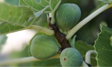 每日五行穿衣2023年1月21日 今日大吉大利颜色穿搭