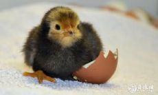 属鸡的可以和属狗的结婚吗 属鸡的可以生兔宝宝吗