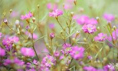 99年属兔女最佳婚配年龄 99年属兔的正缘在哪年