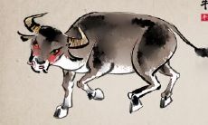 属牛的本命年穿什么颜色的衣服能转运