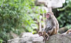 属猴的人带金还是玉好 戴什么饰品好