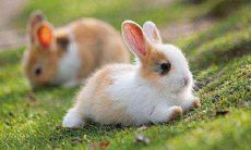 属兔的性格缺点是什么 生肖兔性格缺点