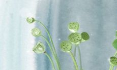 回族盛大节日之一:古尔邦节