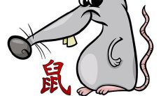 2023年生肖鼠的三大坎坷是什么