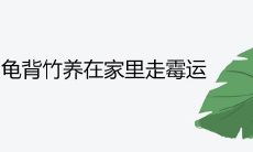 龟背竹养在家里走霉运是真的吗 有哪些养殖禁忌