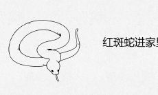 红斑蛇进家里好不好 蛇入屋有什么预兆