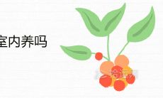 飘香藤适合在室内养吗 有什么风水讲究