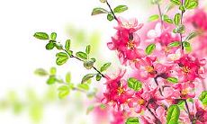 72年生肖鼠微信头像是什么最招财