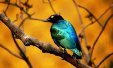 安柏慧姓名评分104分